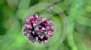 Fight between a spider and a hymenoptera