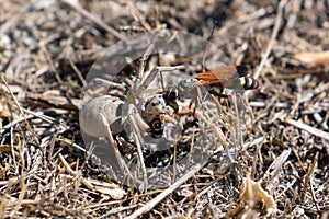 Fight between spider and wasp on dry grass
