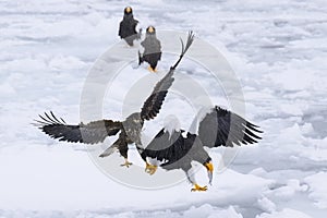 Fight of stellar sea eagle and white tailed eagle