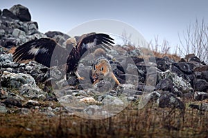 Fight between two animals, golden eagle vs. golden jackal. Bird behaviour in the habitat, rocky mountain with stones, Rhodopes,