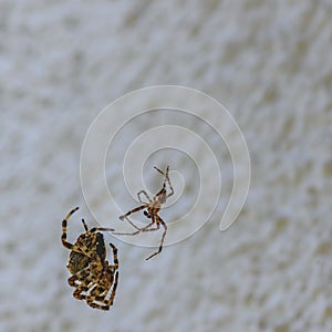 Fight between two differently sized spiders