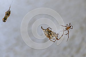 Fight between two differently sized spiders