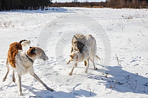 Fight of two hunting dogs of a dog and a gray wolf in a snowy field