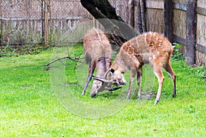 A fight between two male antelope Sitatunga