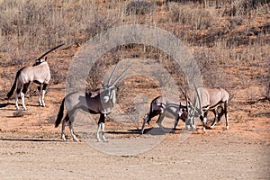 Fight between two male Gemsbok, Oryx gazella