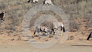 Fight between two male Gemsbok, Oryx gazella