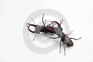 Fight between two males beetles deer on white background