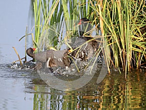 Fight between two moorhen males