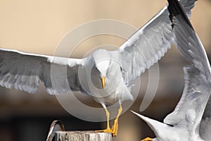 Fight between two seagulls