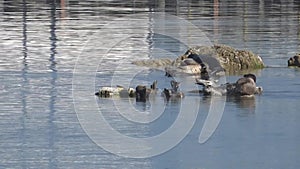 Fight between two seals: Harbor seals assembled in a small group on small rocks