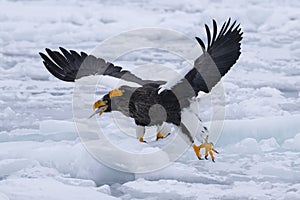 Fight of two Stellar sea eagle to snatch the fish on drift ice at Rausu, Hokkaido Japan
