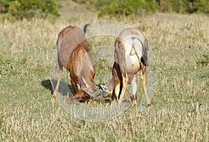 A fight between two Topi antelopes