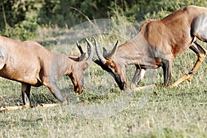 A fight between two Topi antelopes