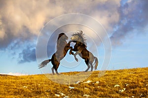 Fight two wild horses at the top of the hill