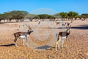 Fight of two young antelopes in a safari park on Sir Bani Yas Island, Abu Dhabi, UAE