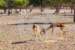 Fight of two young antelopes in a safari park on Sir Bani Yas Island, Abu Dhabi, UAE