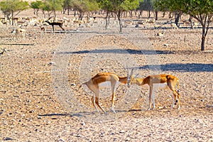 Fight of two young antelopes in a safari park on Sir Bani Yas Island, Abu Dhabi, UAE