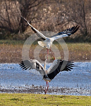 The fight of the White Storks