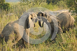 Fighting African Elephants