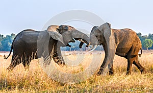 Fighting African elephants in the savannah at sunset