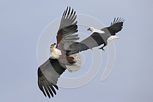 Fighting African Fish Eagles