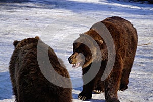 Fighting Alaska Brown Bears