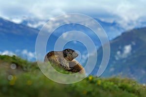 Fighting animals Marmot, Marmota marmota, in the grass with nature rock mountain habitat, Alp, Austria. Mormot with grass mountain