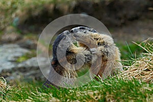 Fighting animals Marmot, Marmota marmota, in the grass with nature rock mountain habitat, Alp, France