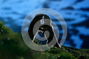 Fighting animals Marmot, Marmota marmota, in the grass with nature rock mountain habitat, with morning back light, Alp, France