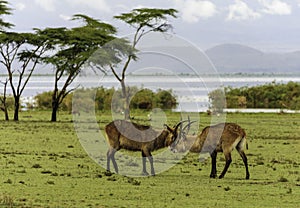 Fighting Antilopes photo