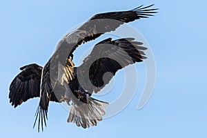 Fighting Bald Eagles