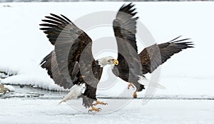 Fighting Bald Eagles