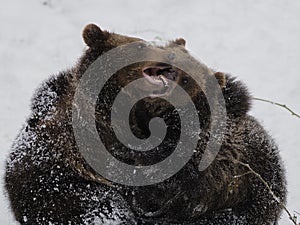 Fighting Bears ( Ursus arctos )