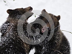 Fighting Bears ( Ursus arctos )