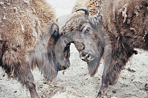 Fighting bison