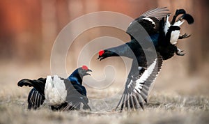 Fighting Black Grouse ( Lyrurus tetrix)