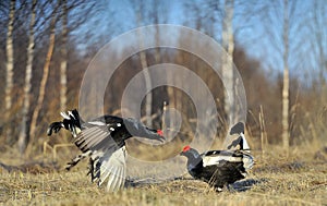 Fighting Black Grouses at the Lek. Early morning. Sunrise . lekking black grouses Tetrao tetrix