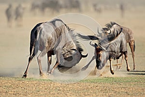 Fighting blue wildebeest