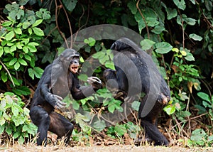 Fighting Bonobos ( Pan paniscus). At a short distance, close up. photo