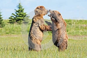 Fighting Brown Bears