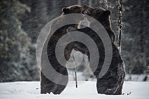 Fighting Brown bears on the snow. Two adult brown bears  fighting on snow have got up on hind legs.