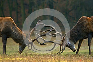 Fighting bucks