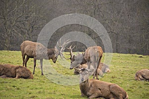 Fighting bucks - Whitetail deer fighting
