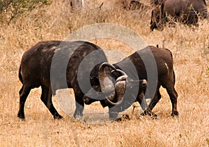 Fighting buffaloes photo