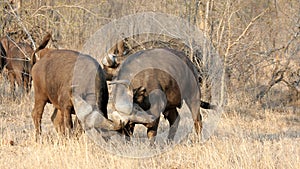 Fighting Buffalos photo