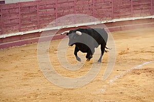 Fighting bull photo