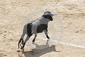 Fighting bull in the arena. Bullring. Toro bravo. Spain photo