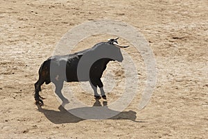 Fighting bull in the arena. Bullring. Toro bravo. Spain photo