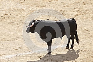 Fighting bull in the arena. Bullring. Toro bravo. Spain entertainment photo