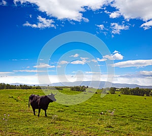 Fighting bull grazing in Extremadura dehesa photo